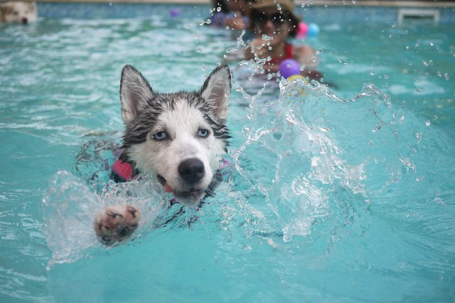 Husky in swimming pool